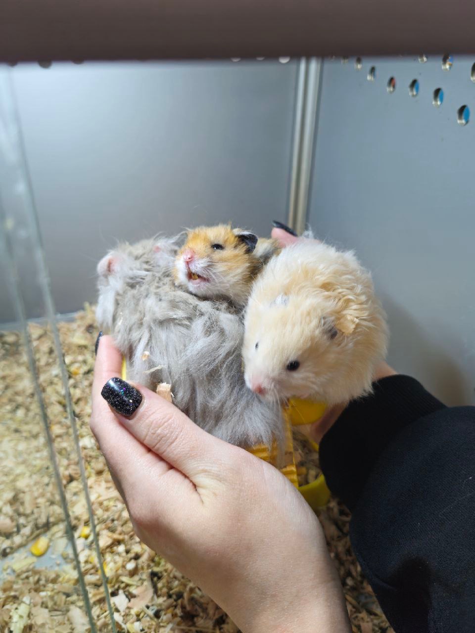 Маленькі сірійські хомʼячки