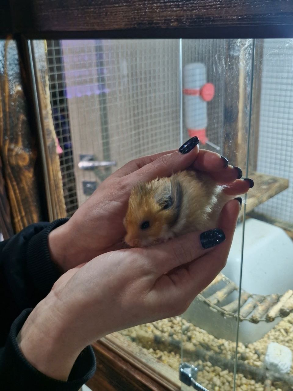 Маленькі сірійські хомʼячки