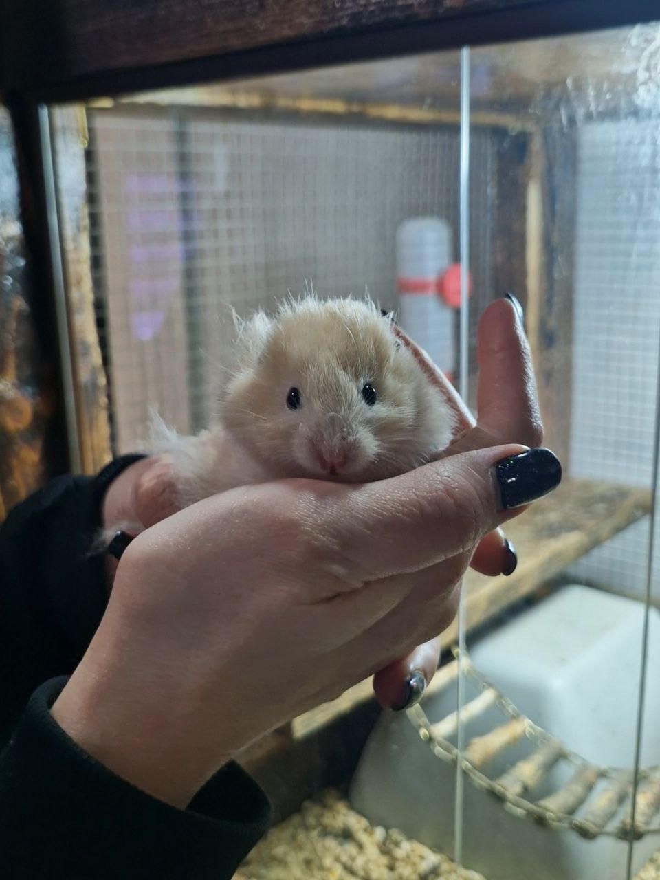 Маленькі сірійські хомʼячки