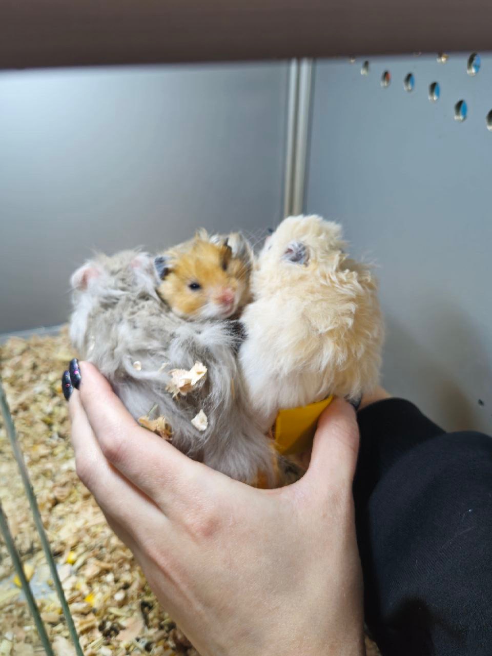 Маленькі сірійські хомʼячки