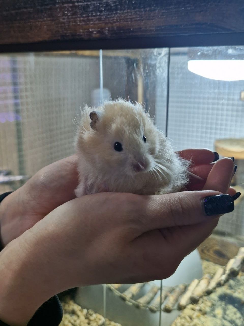 Маленькі сірійські хомʼячки