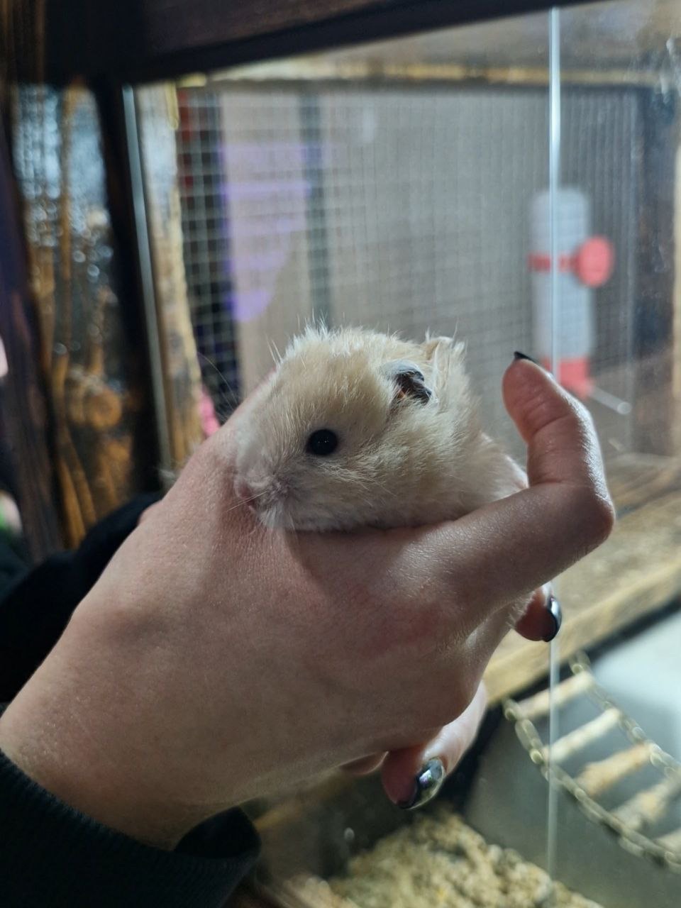 Маленькі сірійські хомʼячки