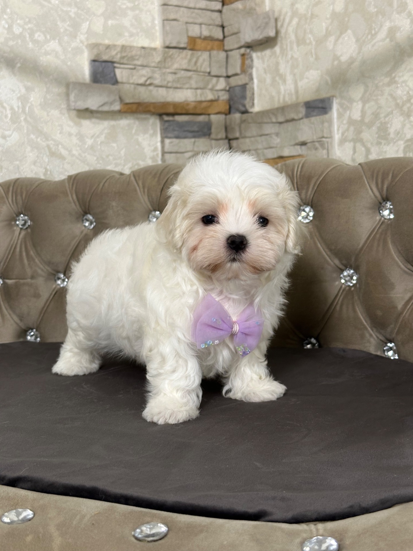 Мальчишка мальтезе