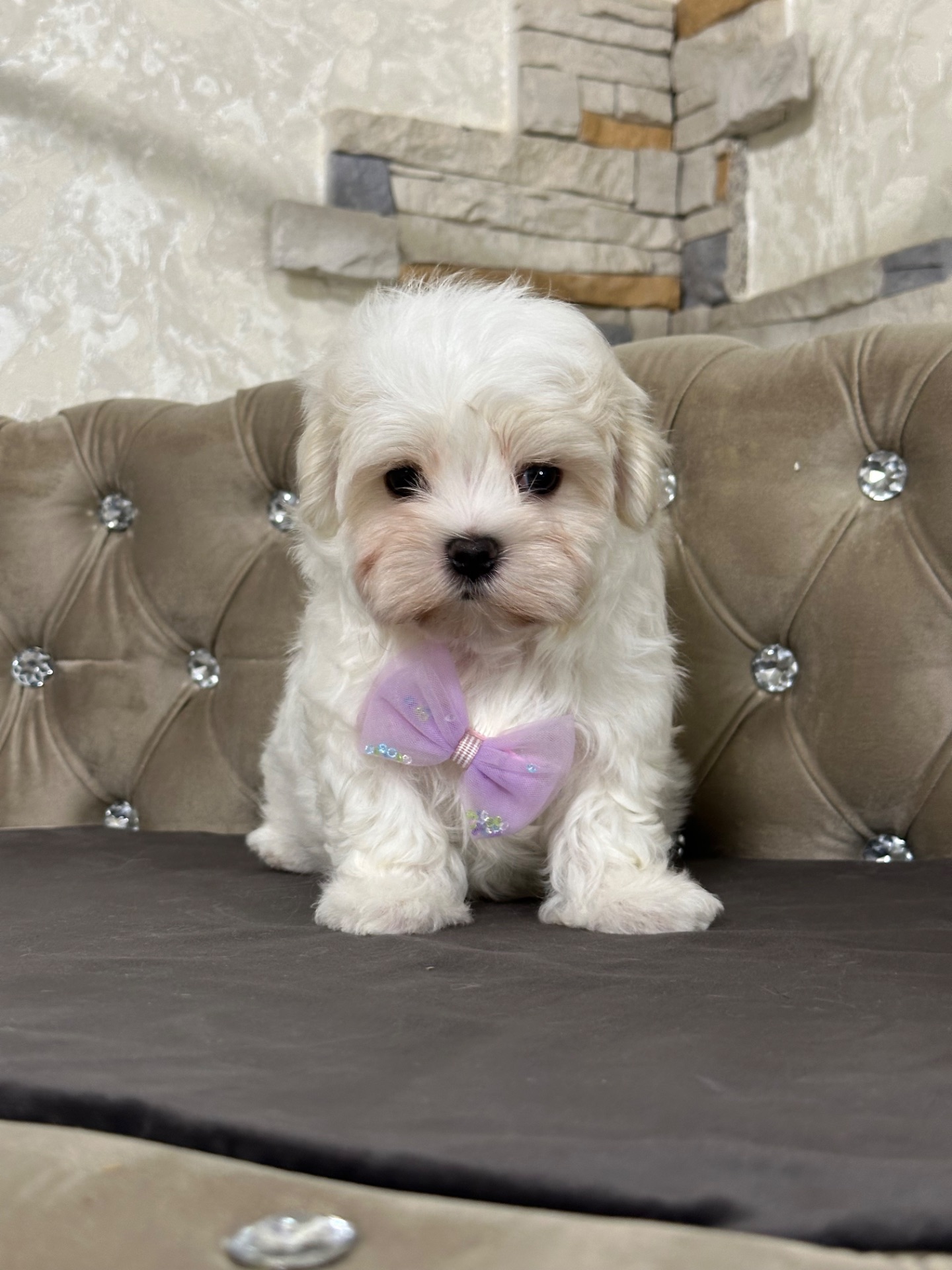 Мальчишка мальтезе