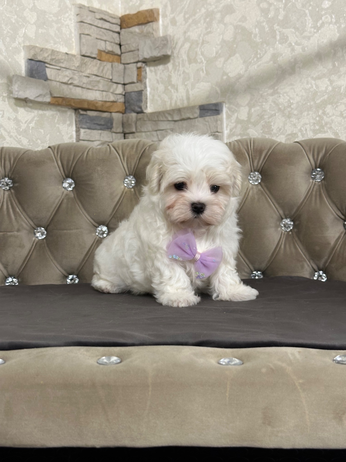 Мальчишка мальтезе