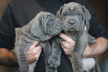 Мастино Наполетано хлопчик