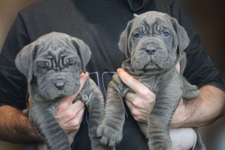 Мастино Наполетано хлопчик