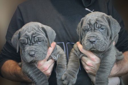 Мастино Наполетано хлопчик