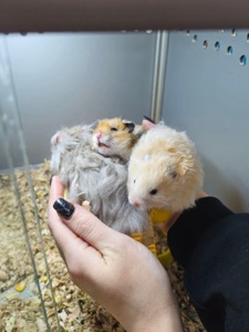 Маленькі сірійські хомʼячки