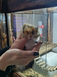 Маленькі сірійські хомʼячки