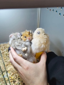 Маленькі сірійські хомʼячки