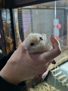 Маленькі сірійські хомʼячки