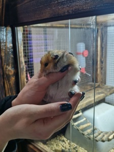 Маленькі сірійські хомʼячки