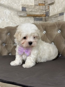 Мальчишка мальтезе