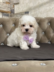 Мальчишка мальтезе