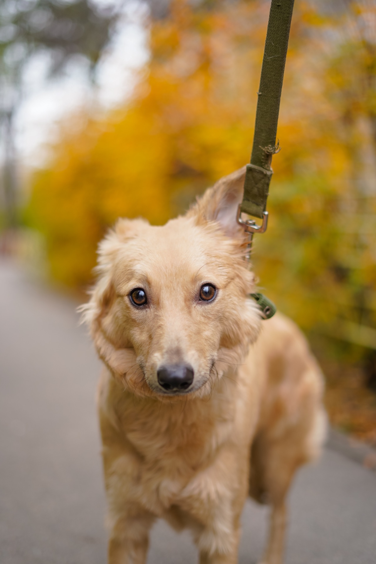 Гарна собачка Лола шукає сім’ю!