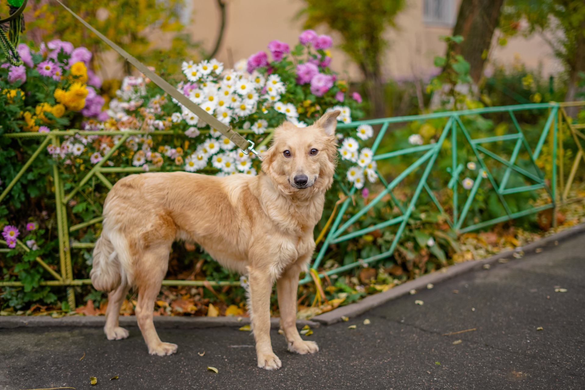 Гарна собачка Лола шукає сім’ю!