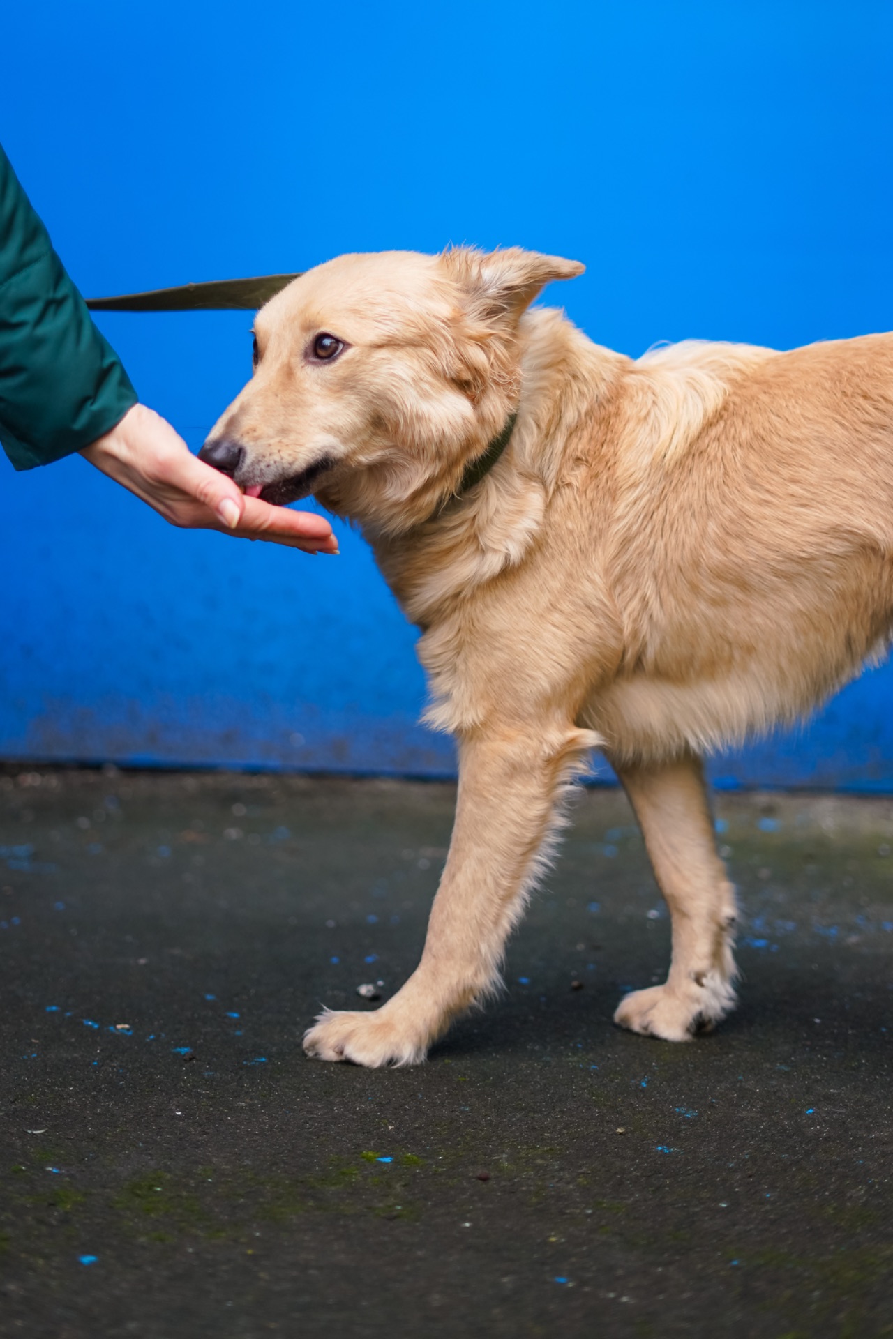 Гарна собачка Лола шукає сім’ю!