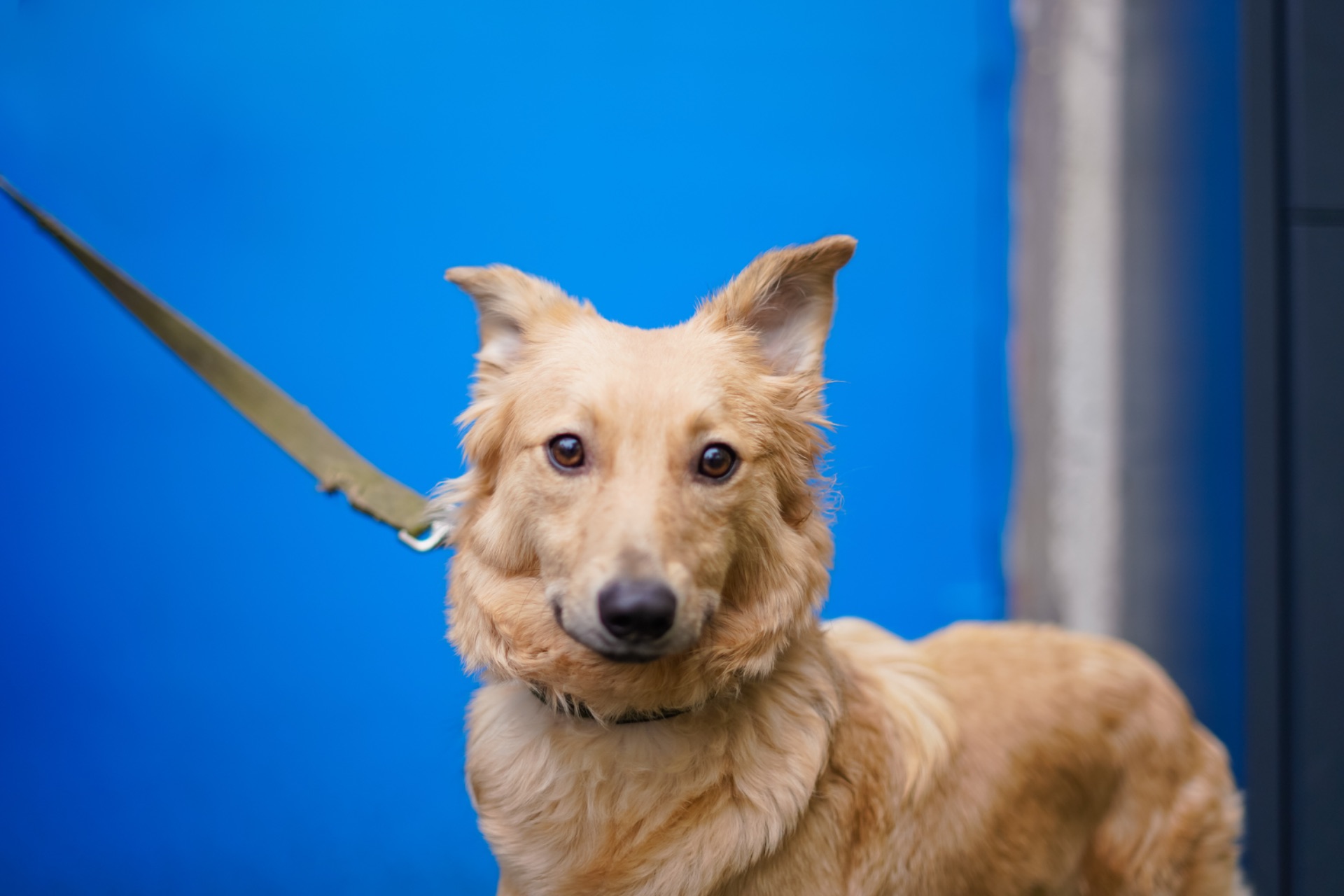 Гарна собачка Лола шукає сім’ю!