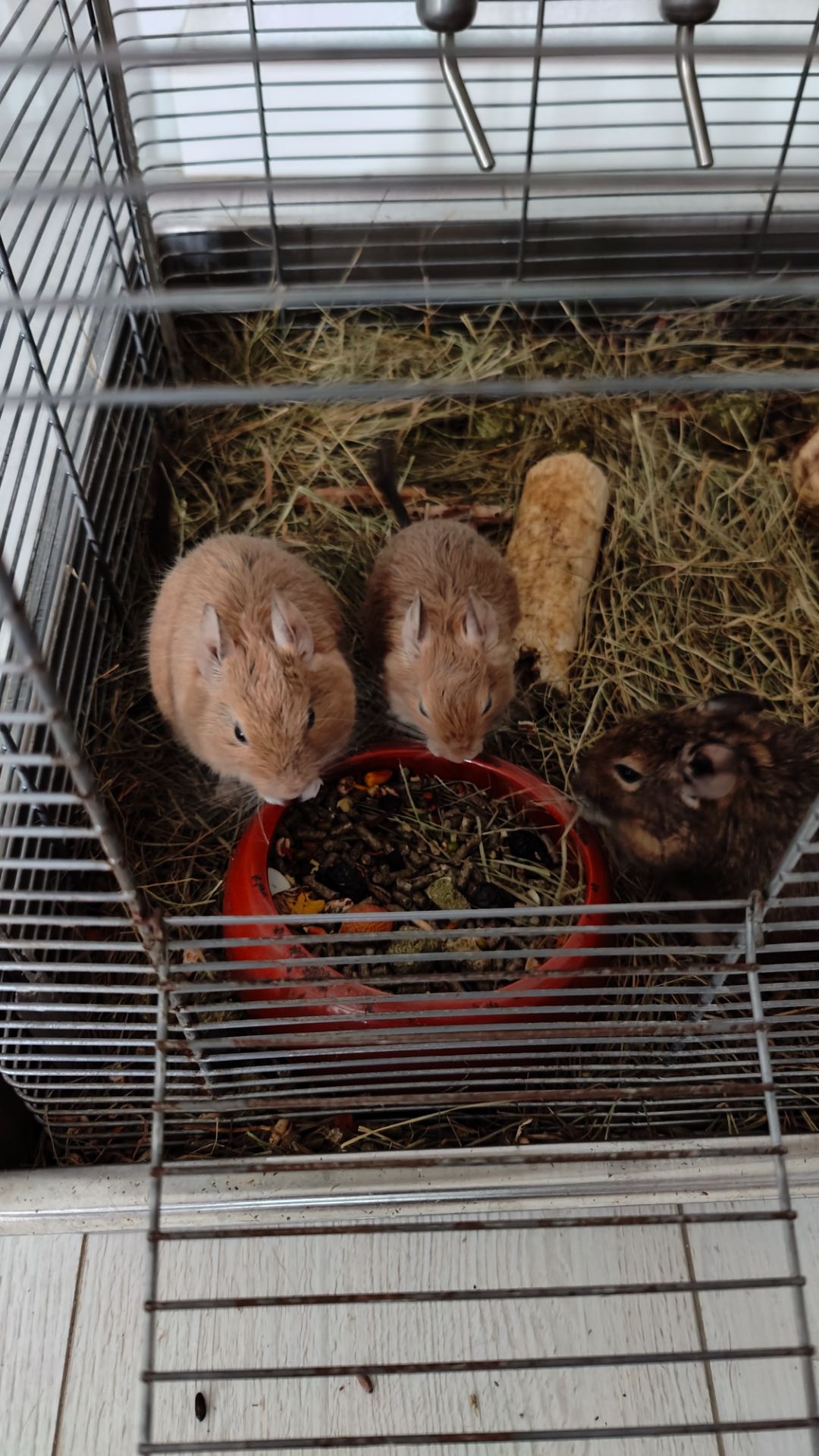 Дегу з великою кліткою та повною комплектацією