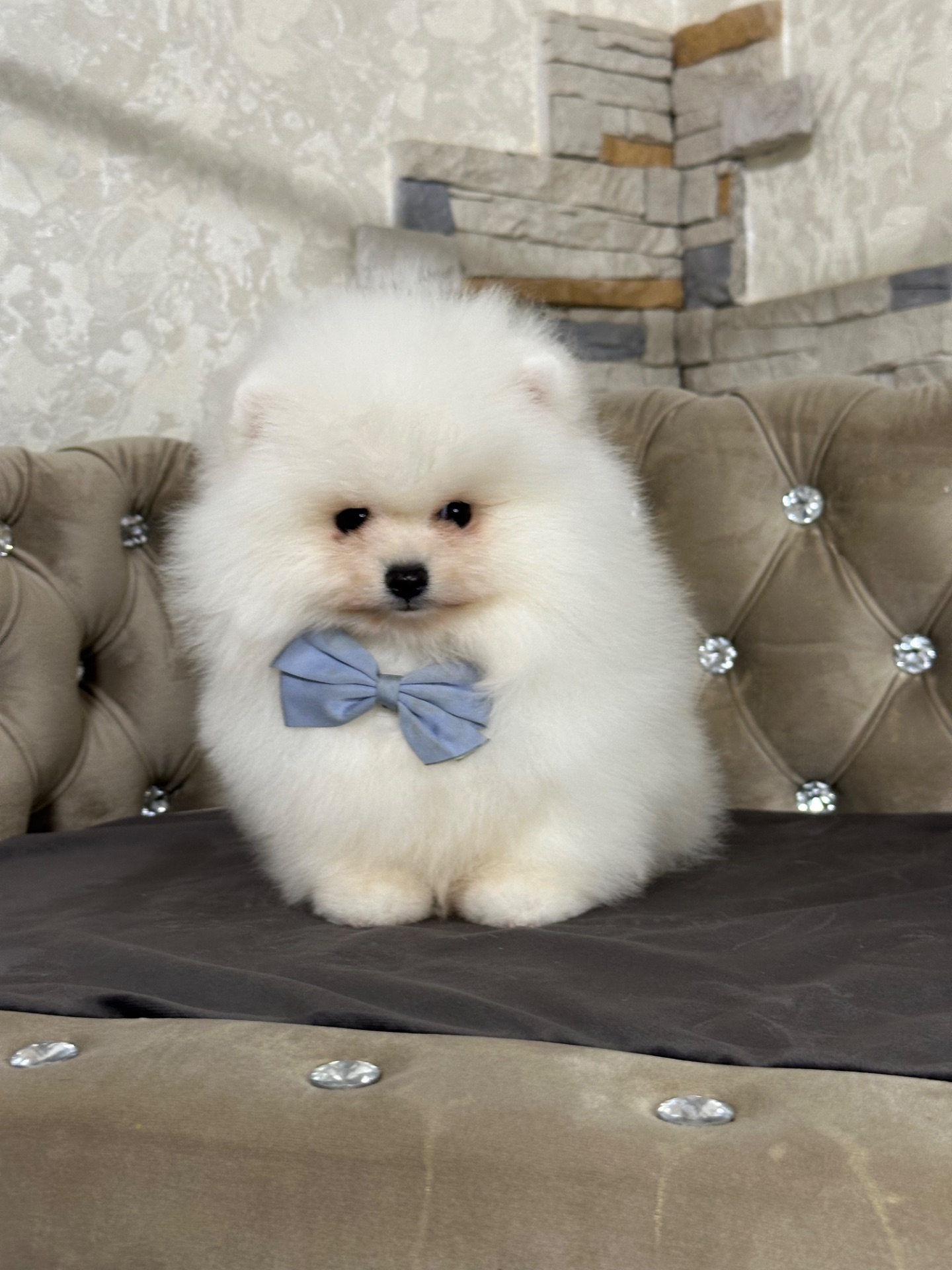 Мальчишка медвежьего типа