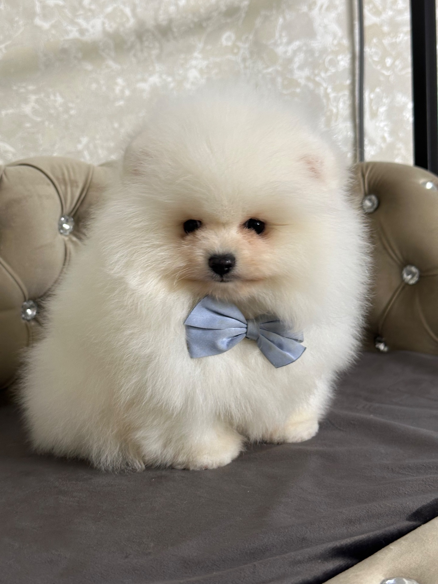 Мальчишка медвежьего типа