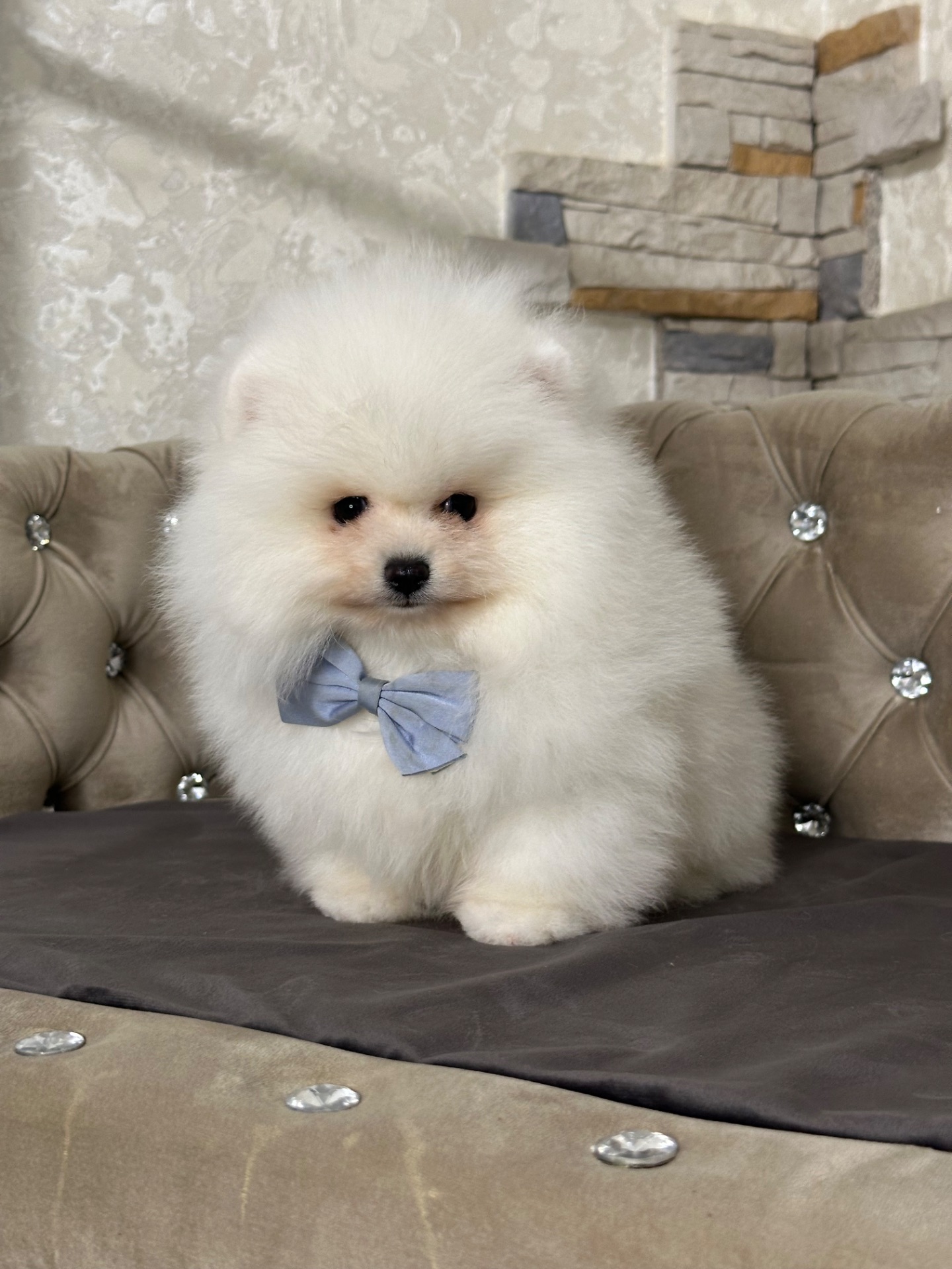 Мальчишка медвежьего типа