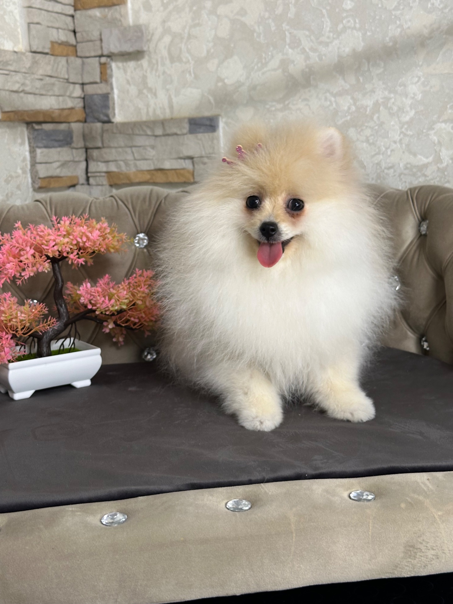 Девочка шпицулька