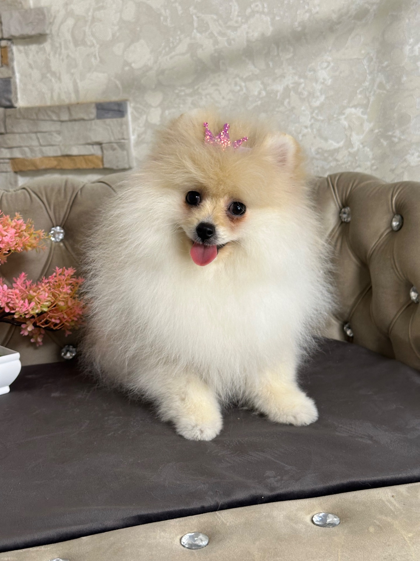 Девочка шпицулька