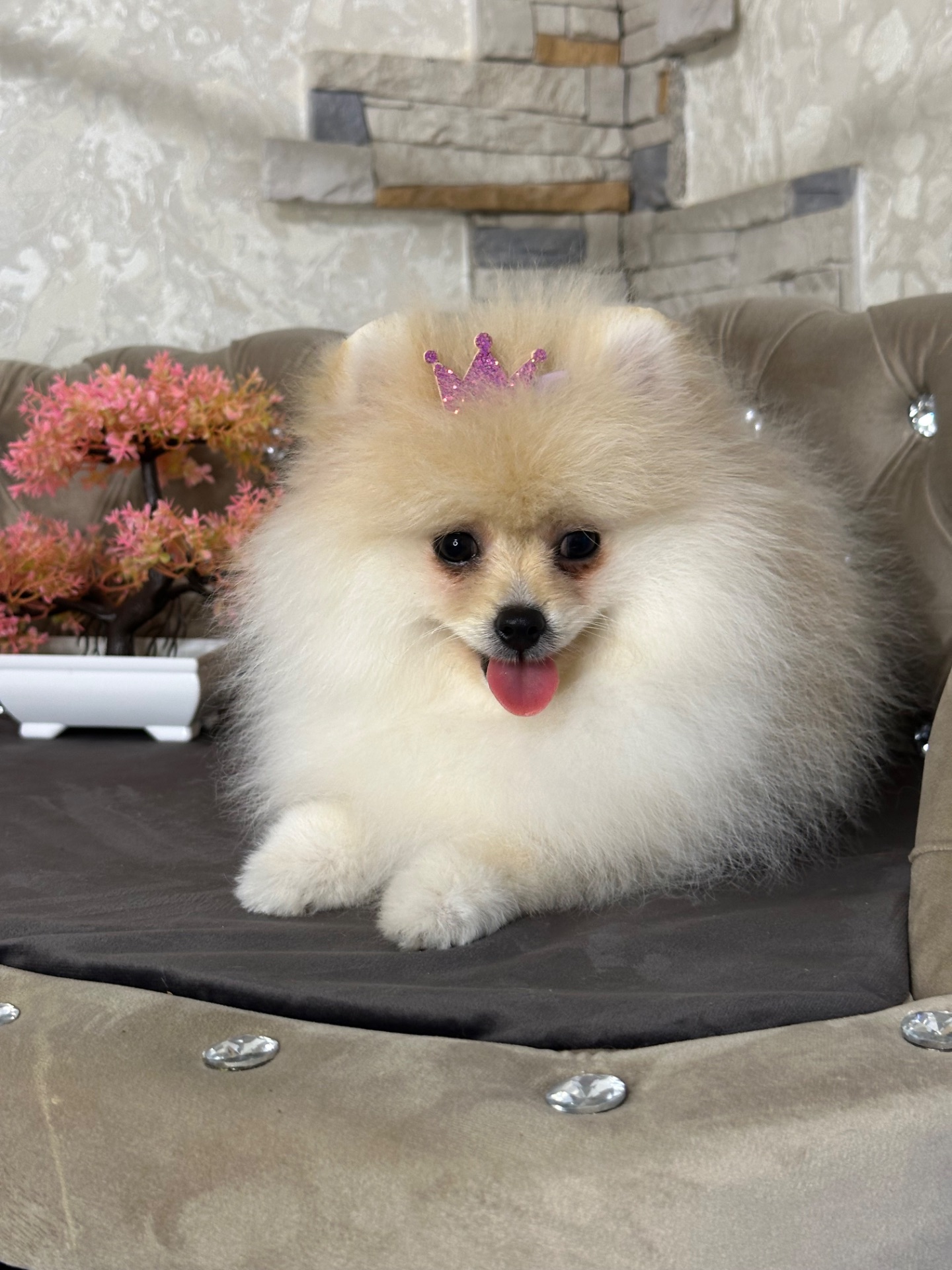 Девочка шпицулька