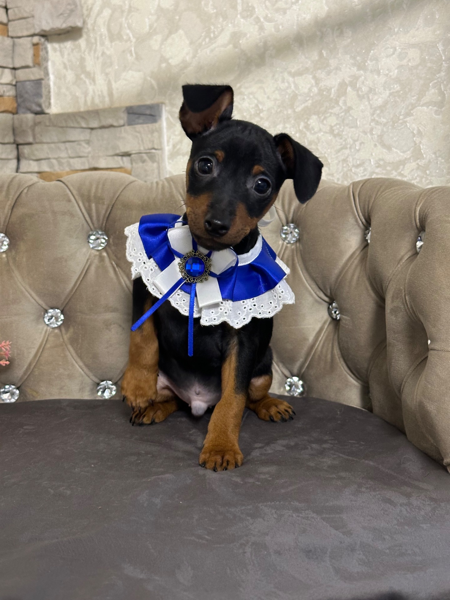 Мальчики и девочки мини-добермана