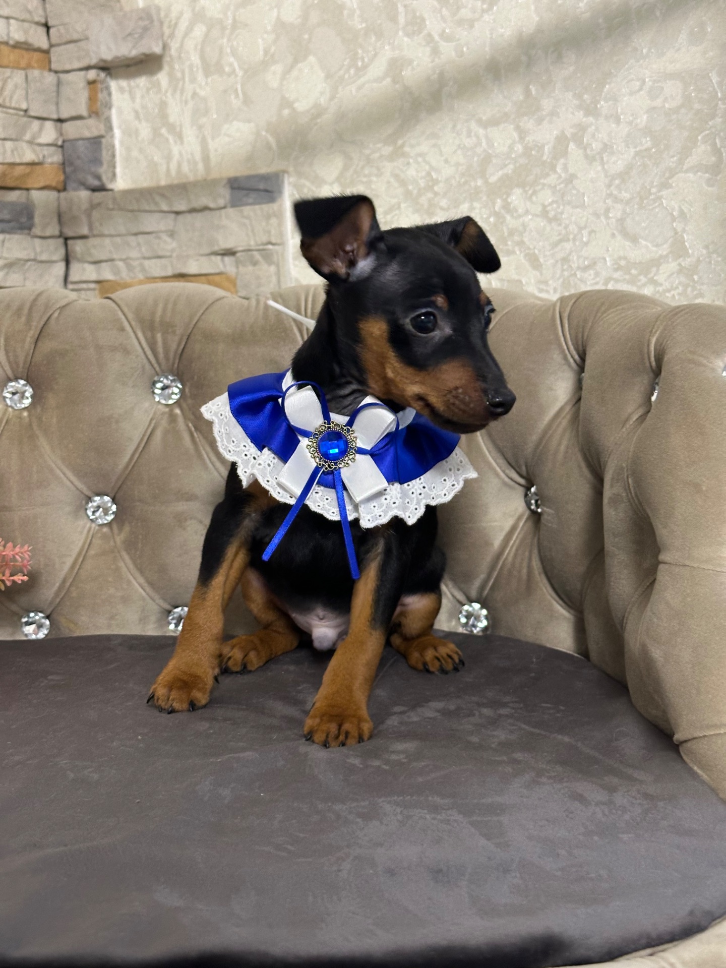 Мальчики и девочки мини-добермана