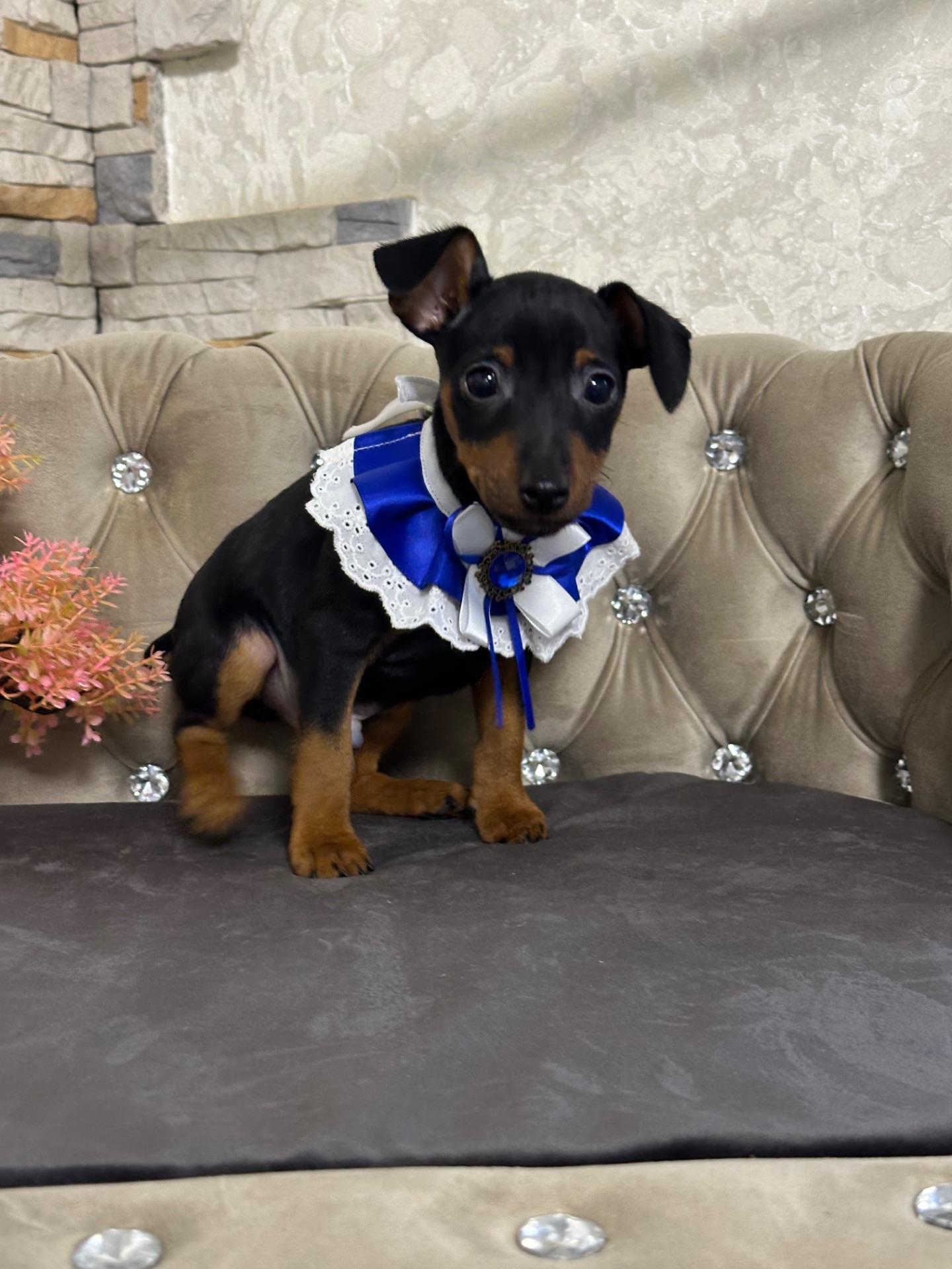 Мальчики и девочки мини-добермана