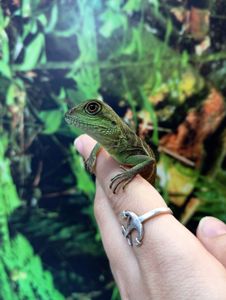 Малюкиї водяної агами