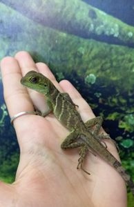 Малюкиї водяної агами