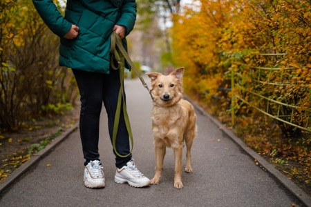 Гарна собачка Лола шукає сім’ю!