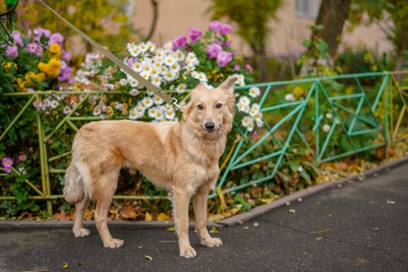 Гарна собачка Лола шукає сім’ю!