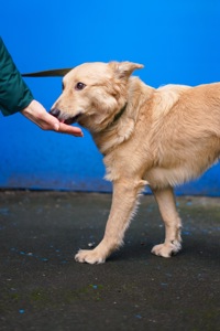 Гарна собачка Лола шукає сім’ю!