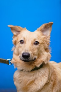 Гарна собачка Лола шукає сім’ю!