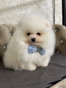 Мальчишка медвежьего типа