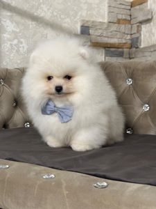 Мальчишка медвежьего типа