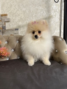 Девочка шпицулька