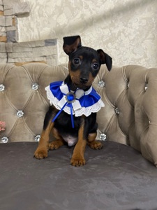 Мальчики и девочки мини-добермана