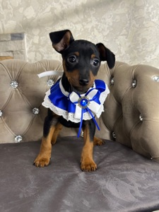 Мальчики и девочки мини-добермана