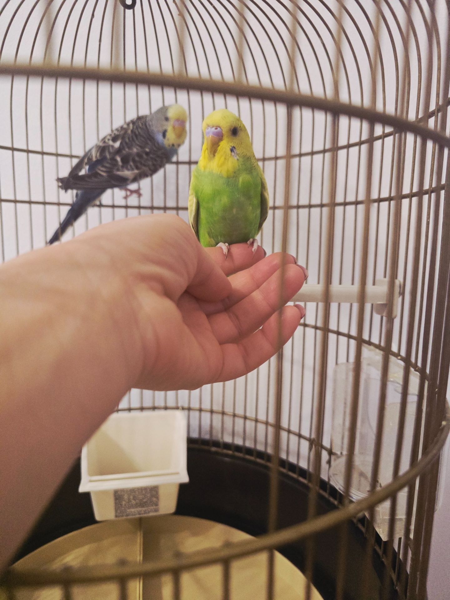 Хвилястий папуга