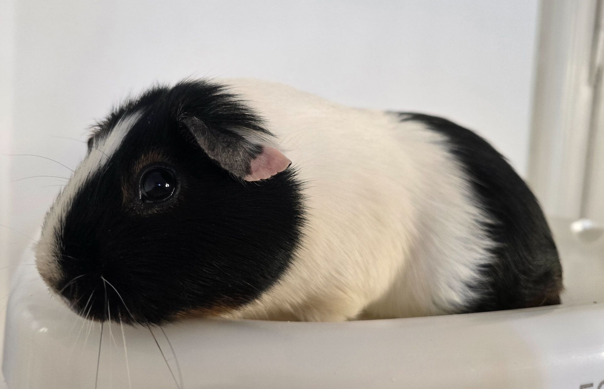 Морскі свінки