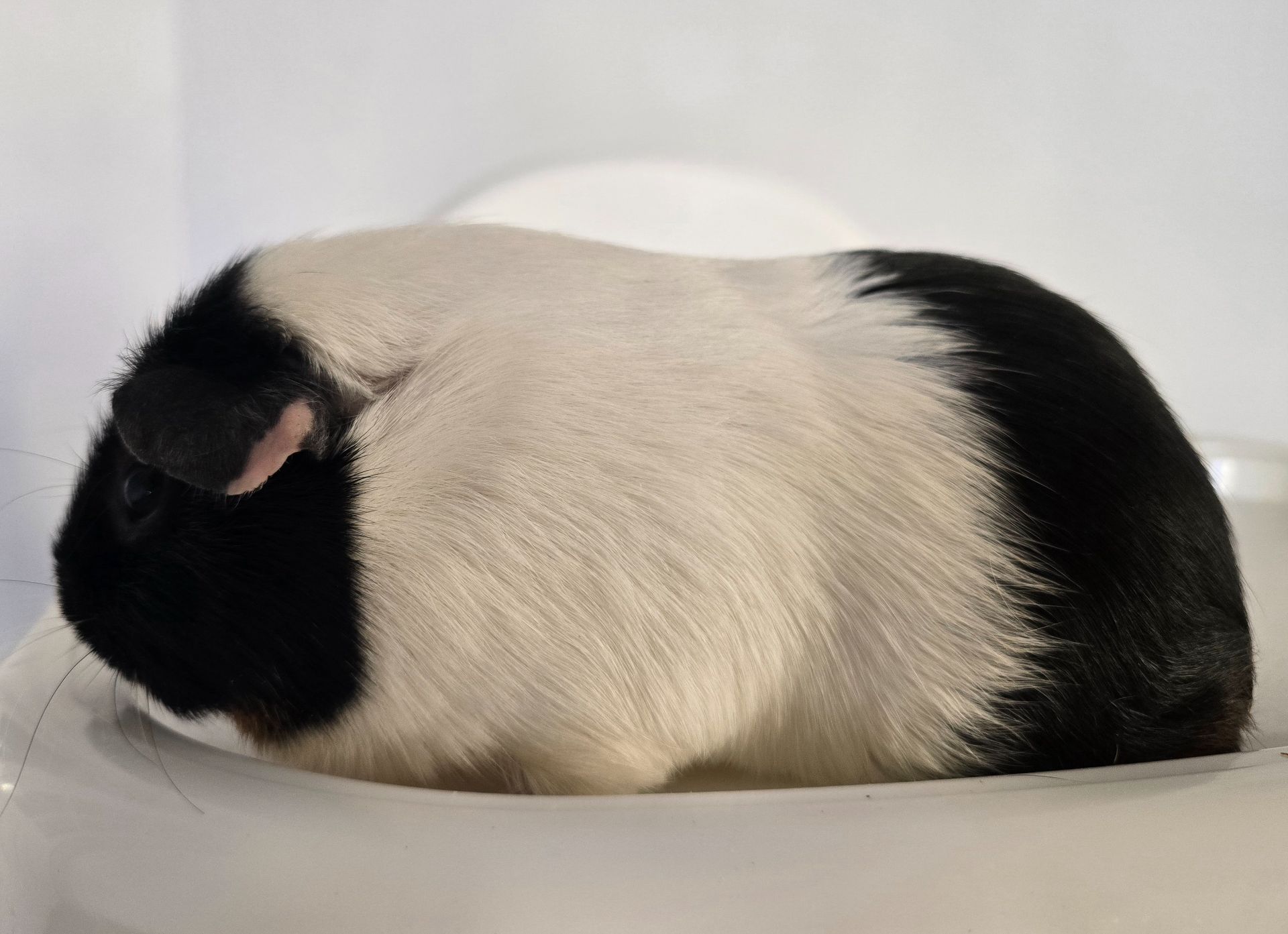 Морскі свінки