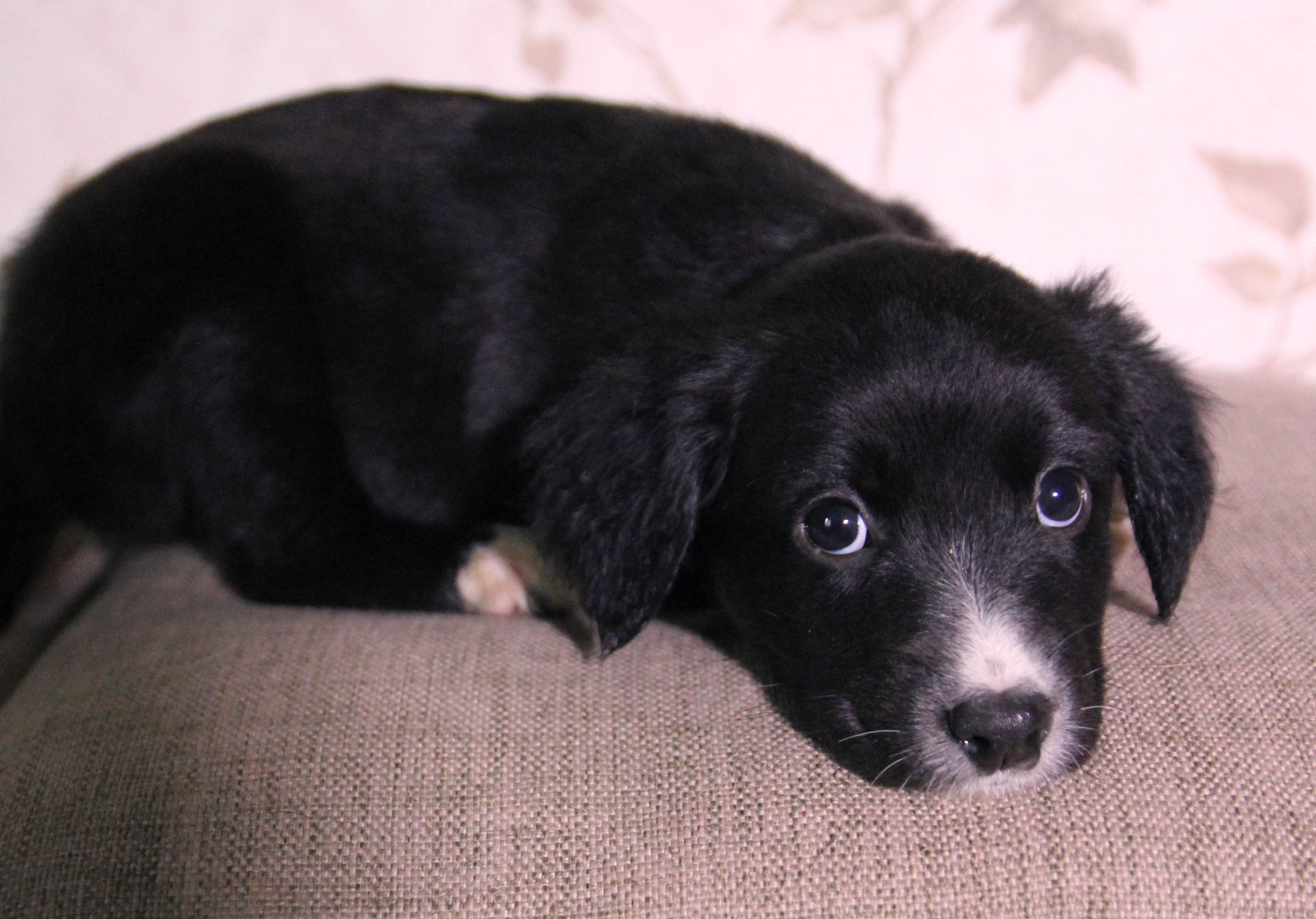 Пухнаста компаньйонка