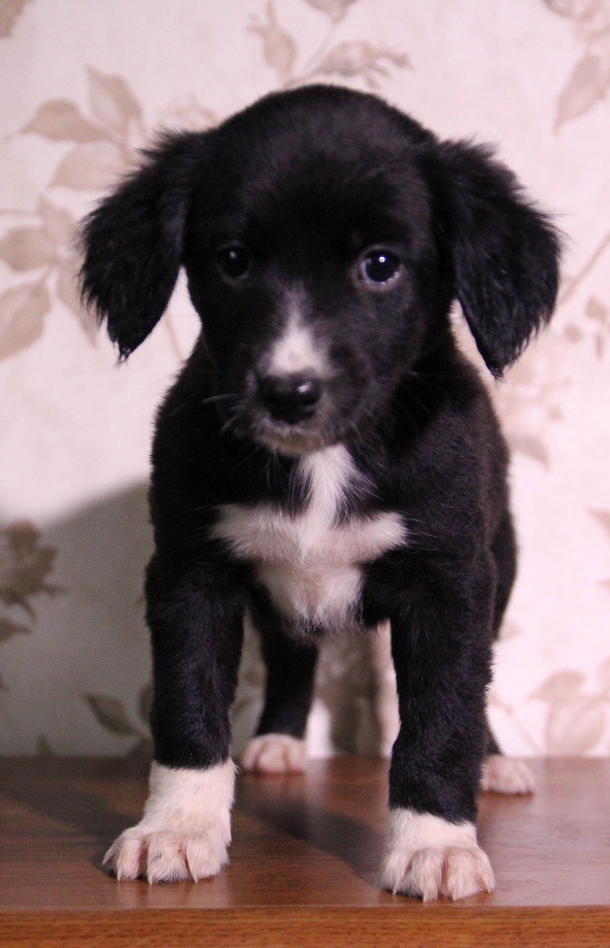 Пухнаста компаньйонка