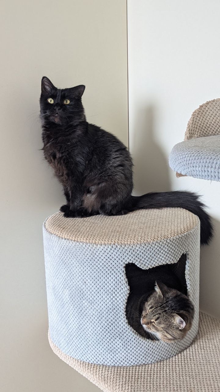 Дуже гарна і розумна киця Мартіша!